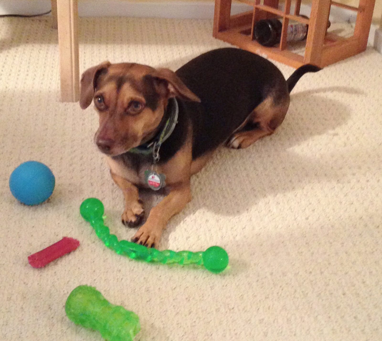 Petspiration Spotlight: Bosco