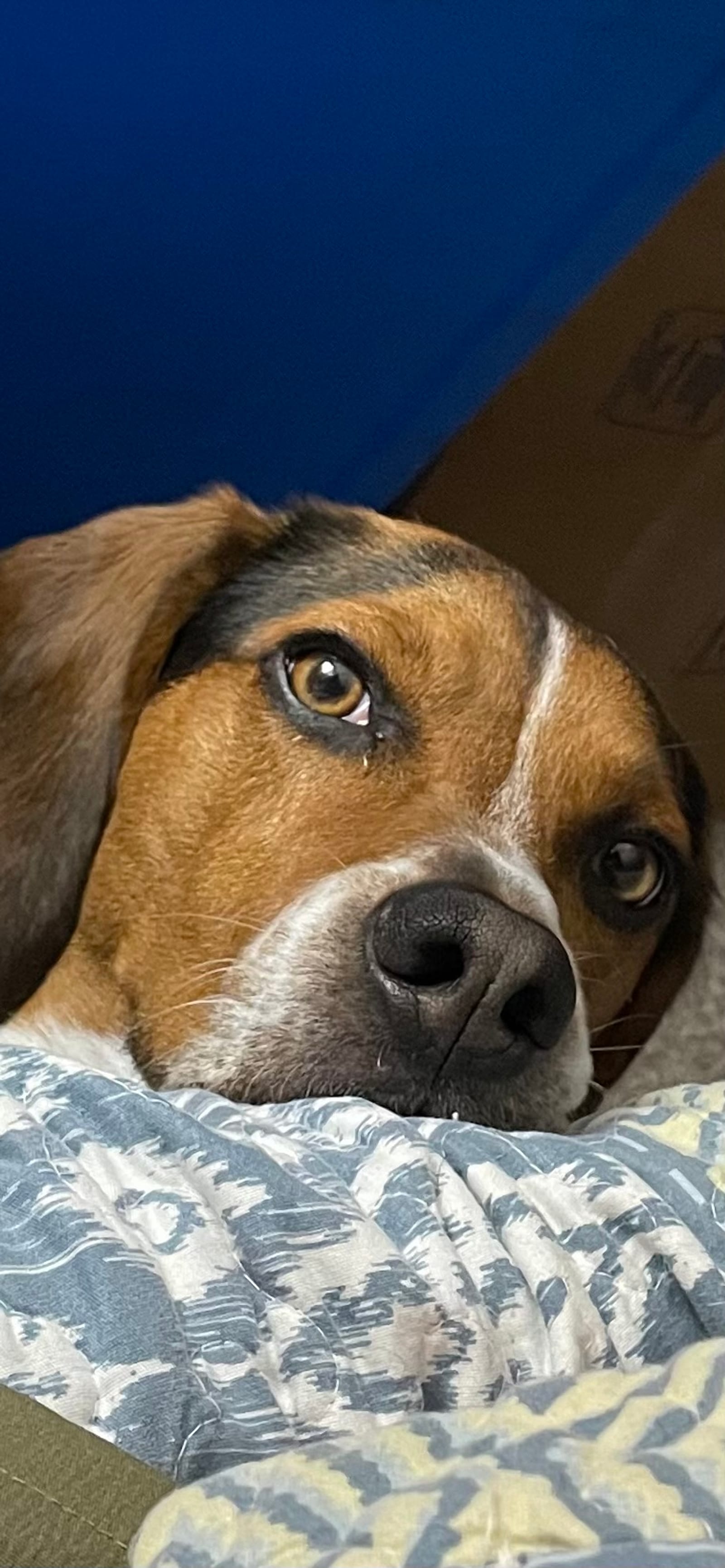 Petspiration Spotlight: Bowie