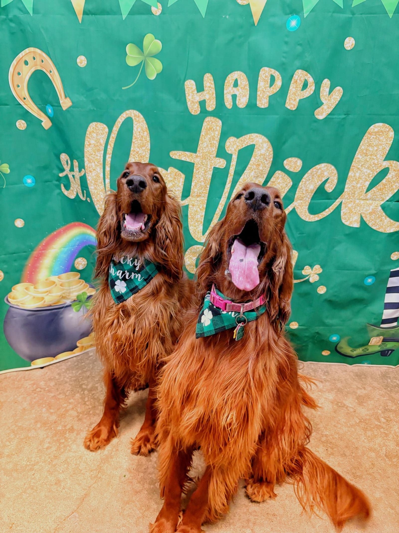 Petspiration Spotlight: Brady d Lacey