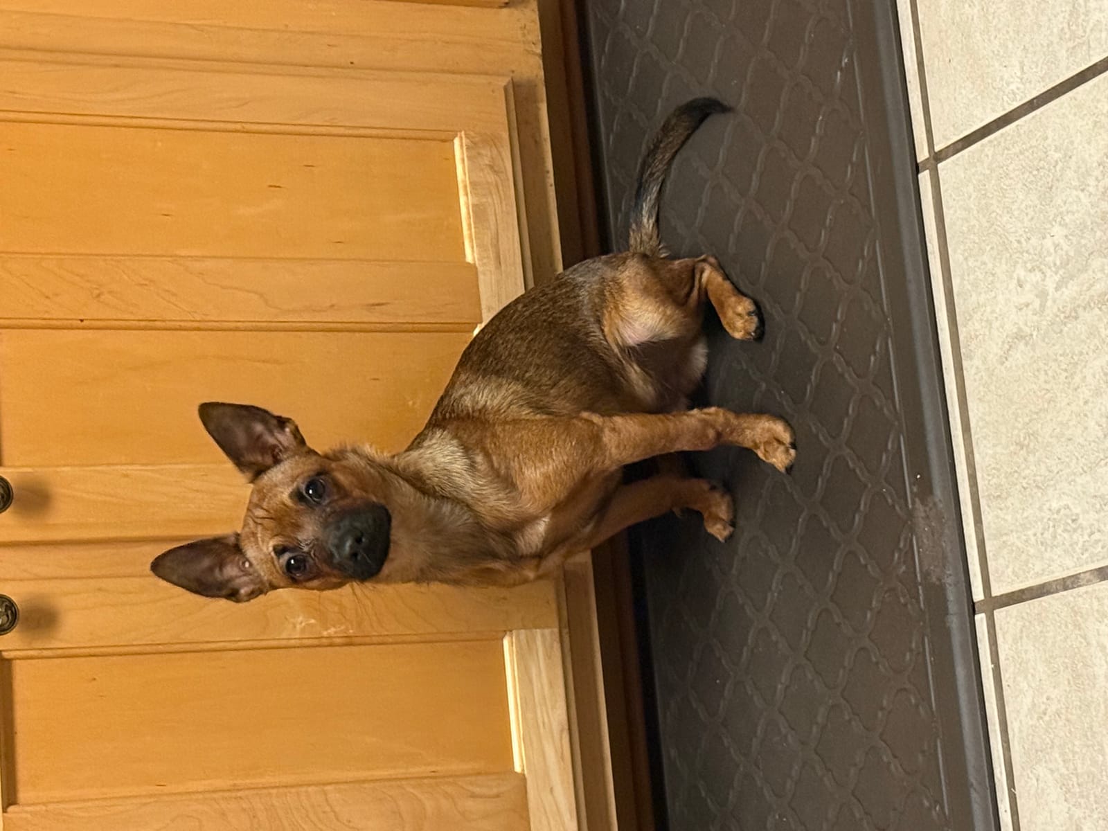 Petspiration Spotlight: Thor Branch