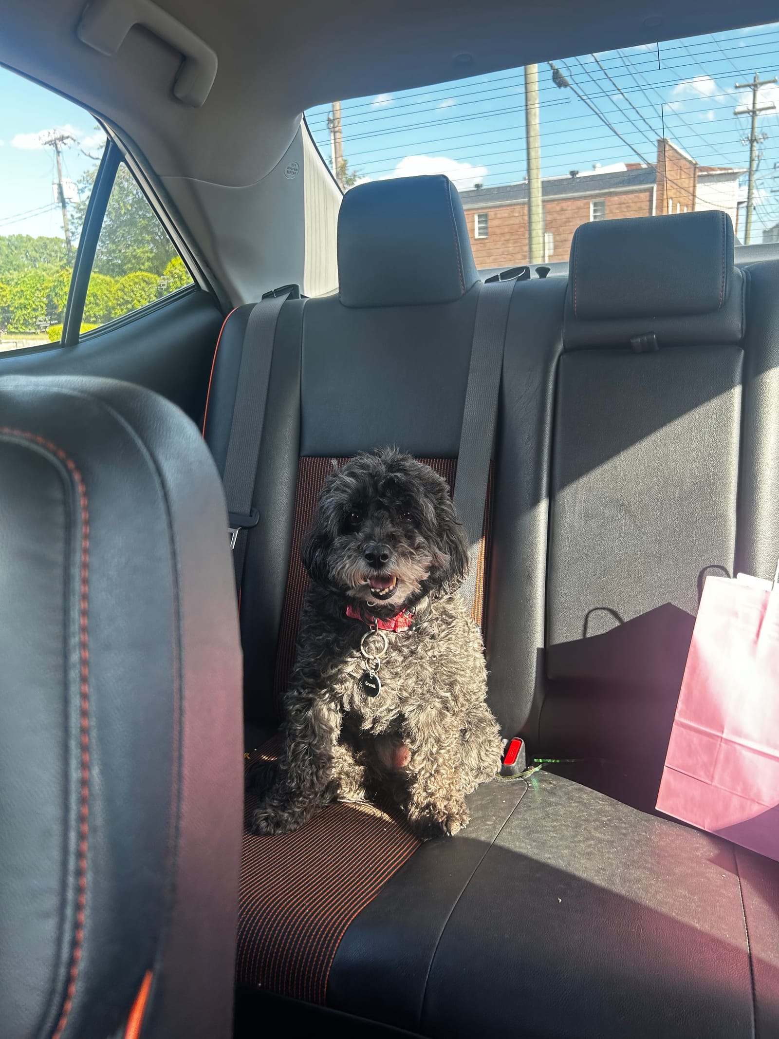 Petspiration Spotlight: Brenna
