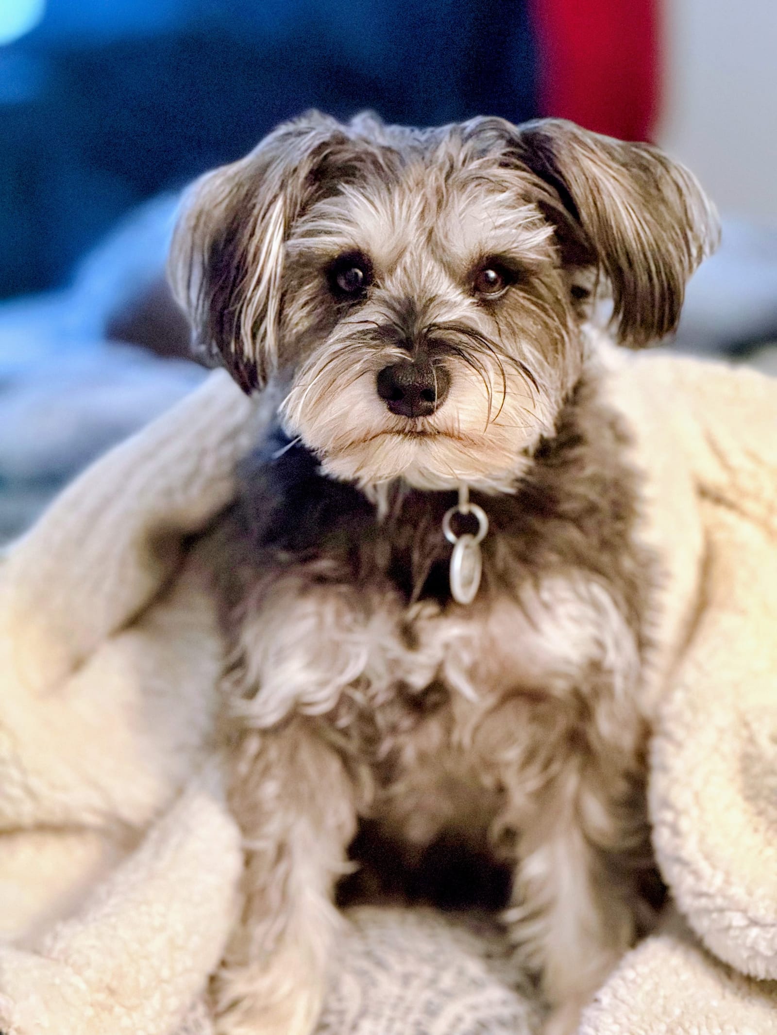 Petspiration Spotlight: Brinkley