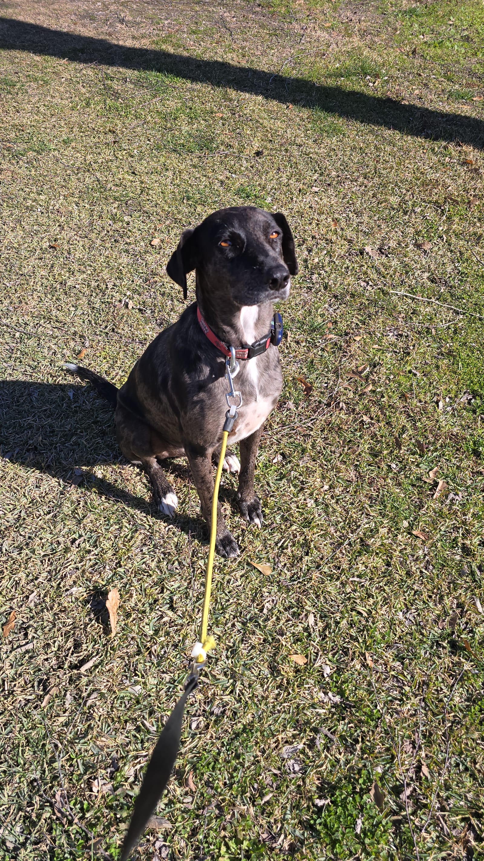 Petspiration Spotlight: Briquette