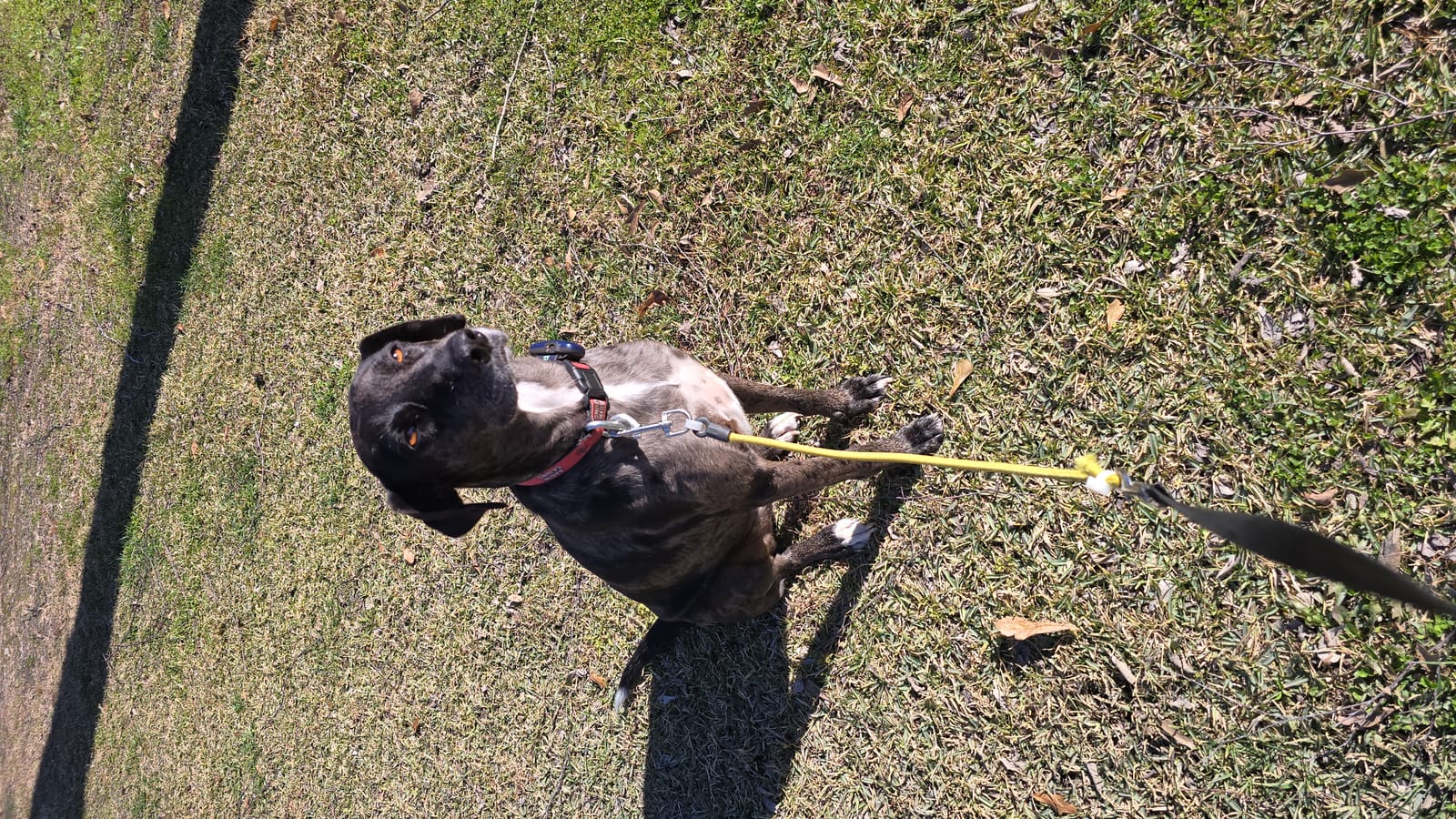 Petspiration Spotlight: Briquette