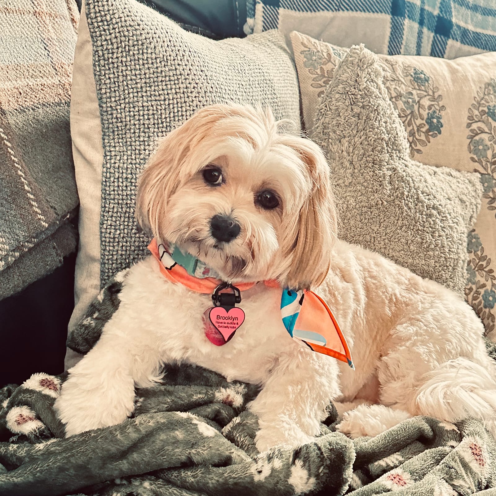 Petspiration Spotlight: Brooklyn