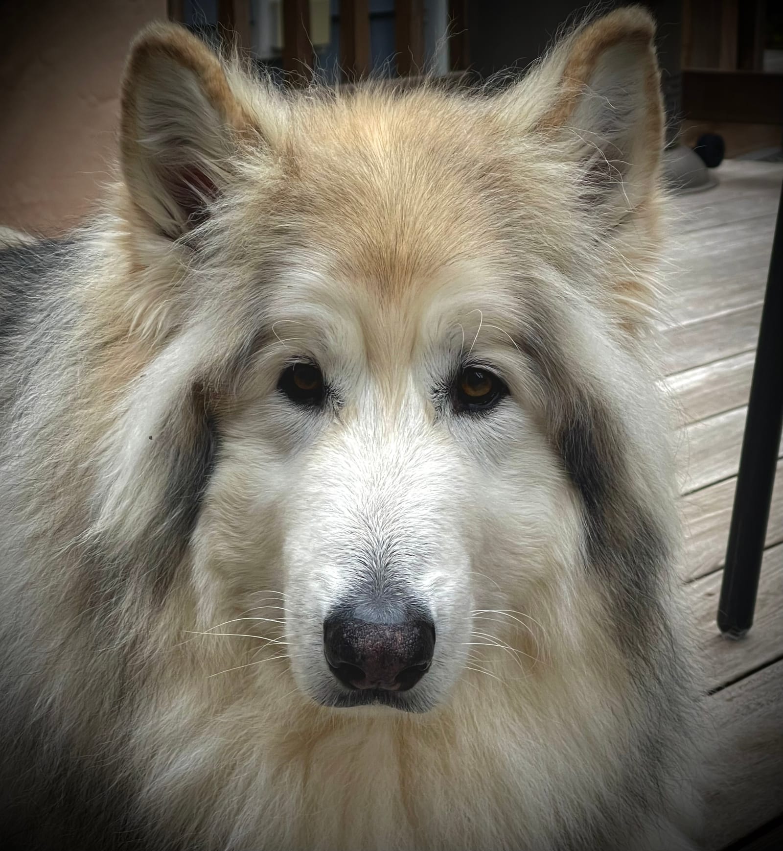 Petspiration Spotlight: Bruin