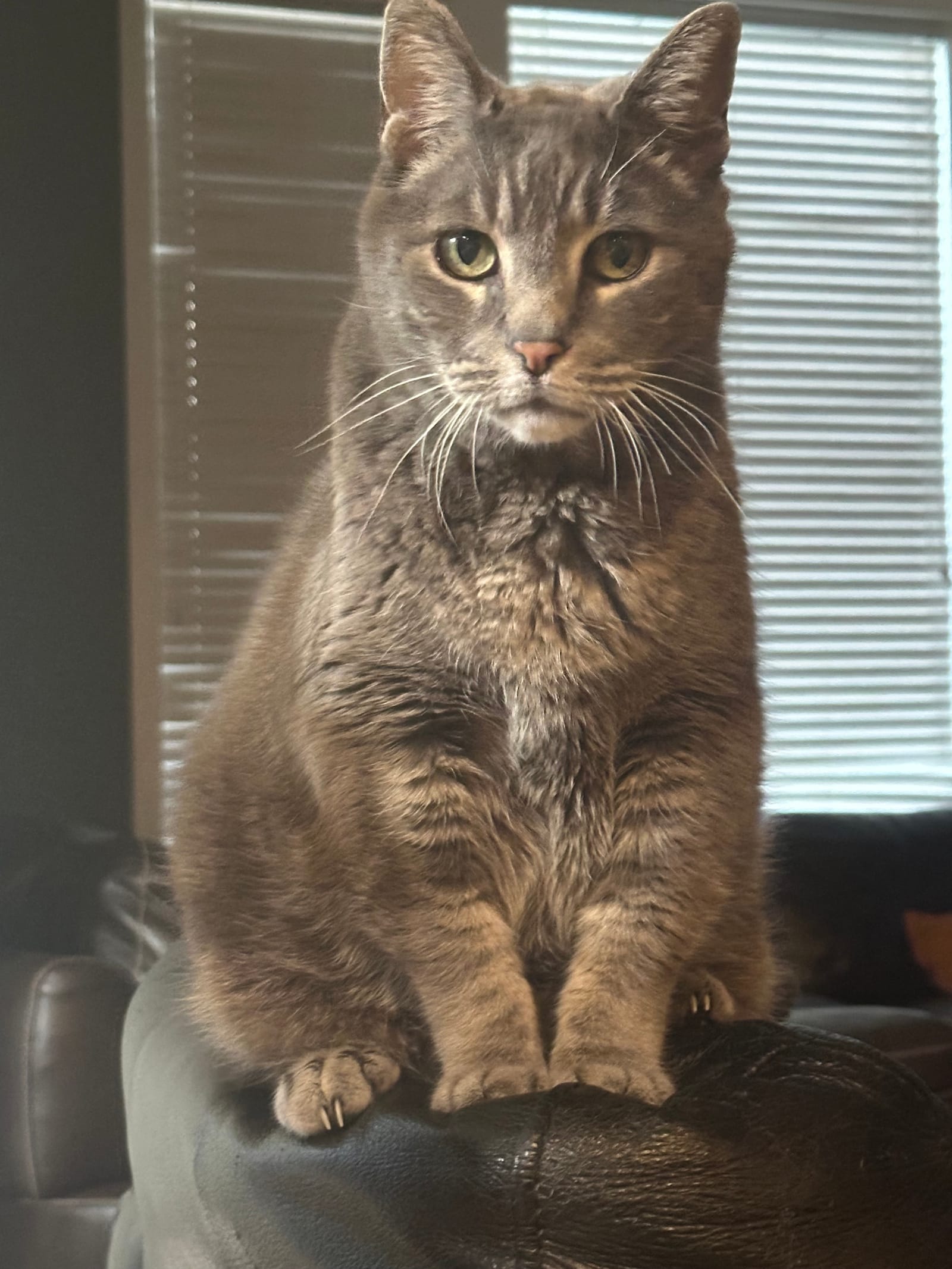 Petspiration Spotlight: Bruiser