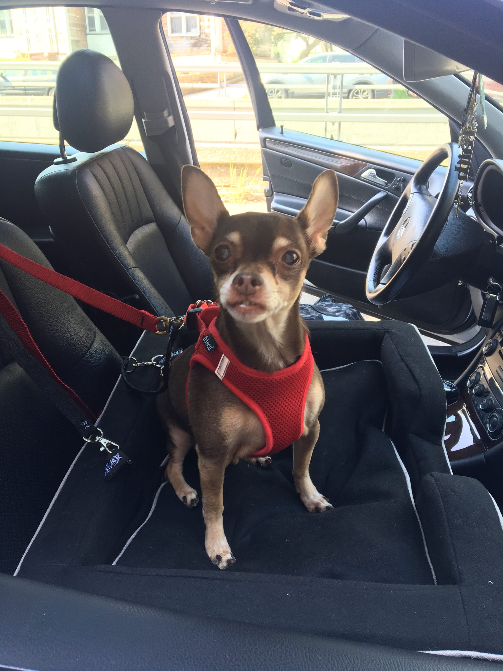 Petspiration Spotlight: Bruiser