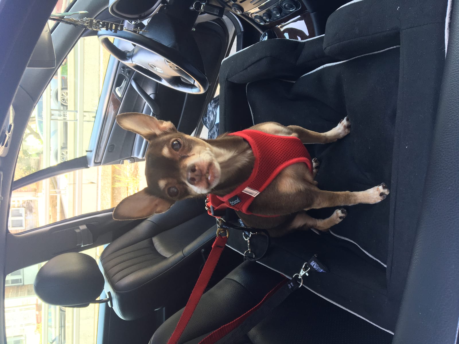 Petspiration Spotlight: Bruiser