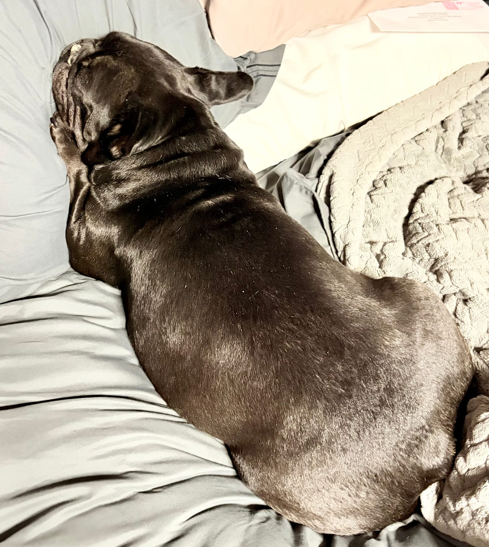 Petspiration Spotlight: Brutus
