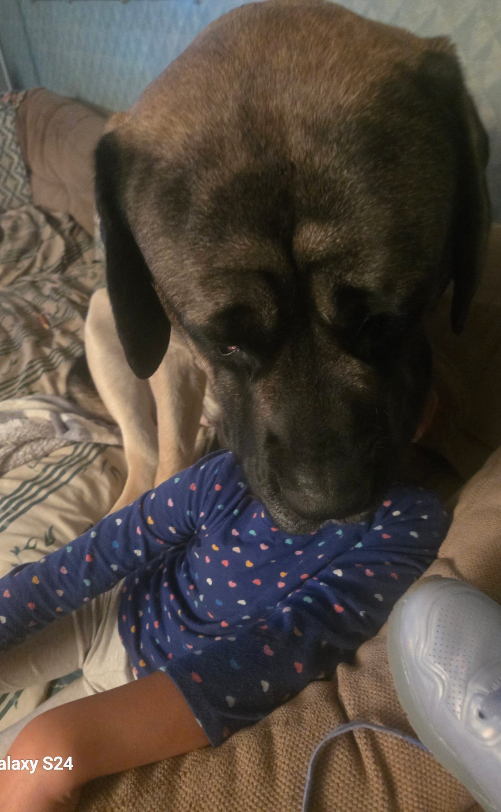 Petspiration Spotlight: BUBBA