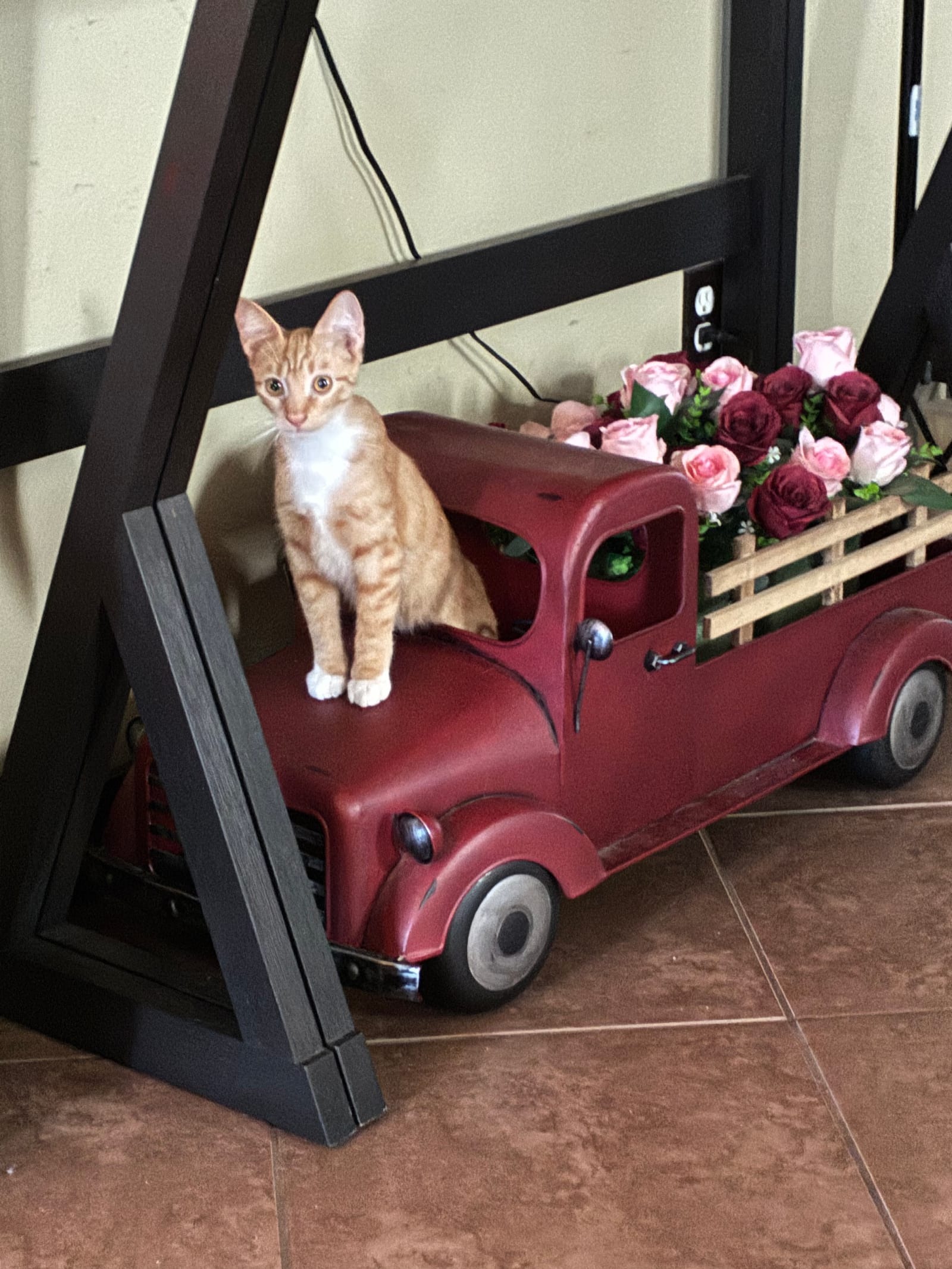 Petspiration Spotlight: Bubbles