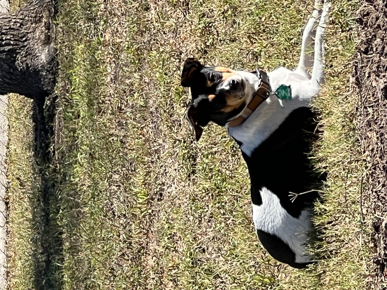 Petspiration Spotlight: Buddy