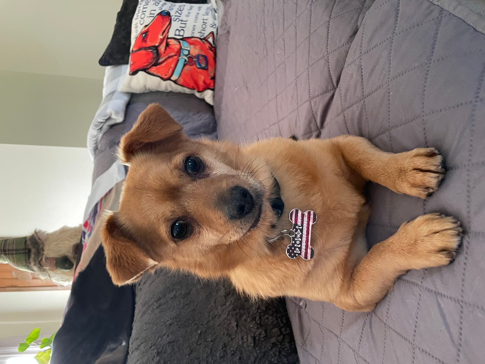 Petspiration Spotlight: Buddy