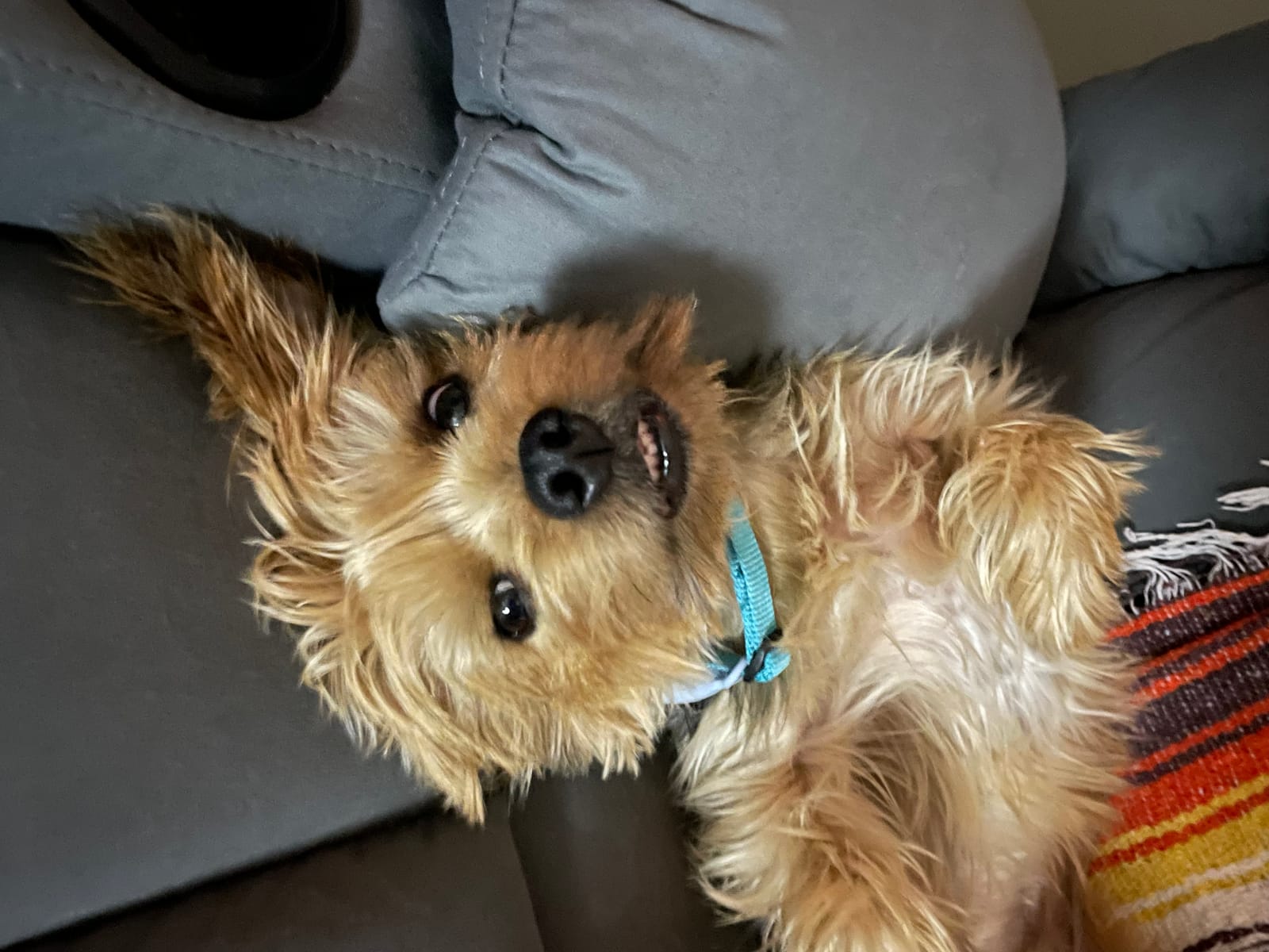 Petspiration Spotlight: Buster