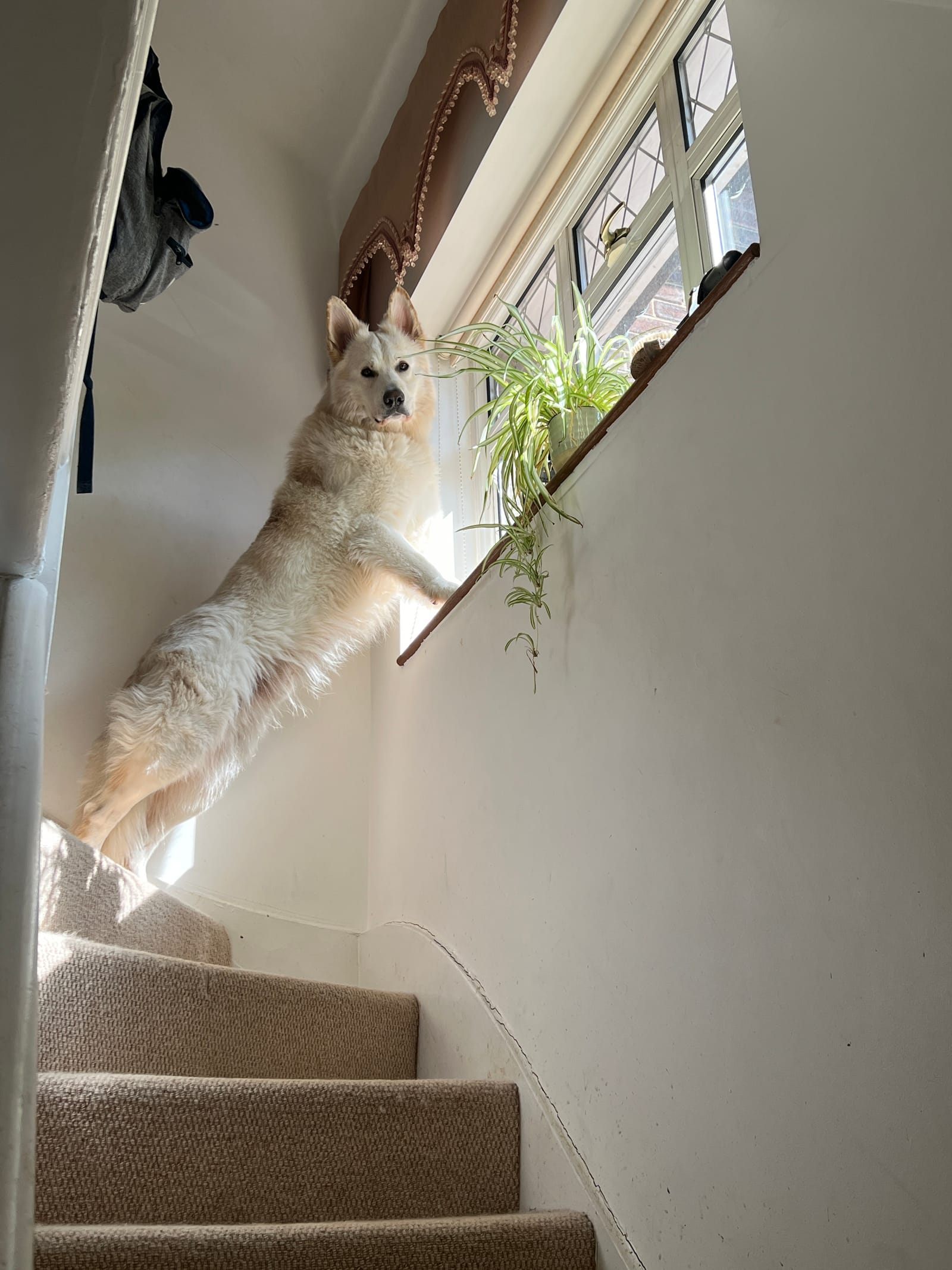Petspiration Spotlight: Zoro