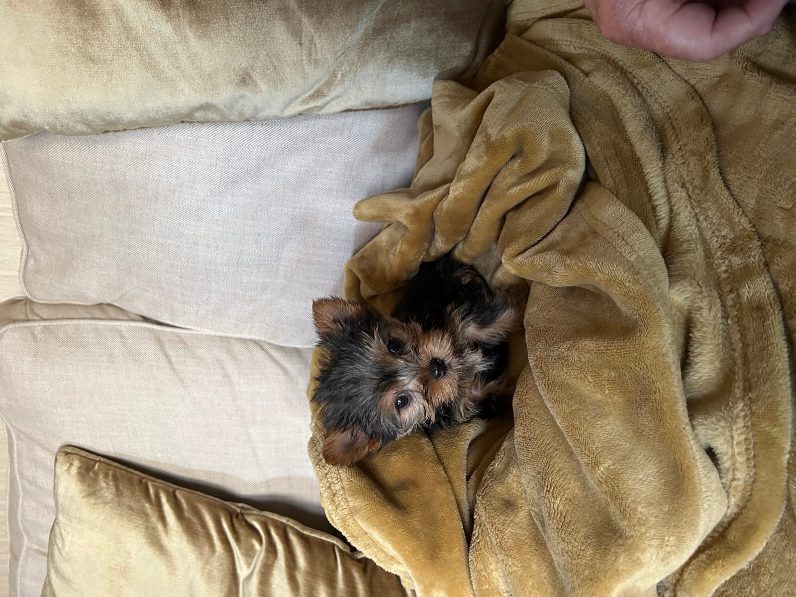 Petspiration Spotlight: Mimi
