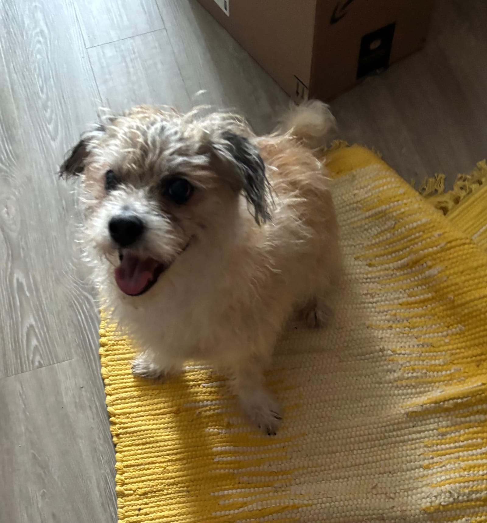 Petspiration Spotlight: Yoki