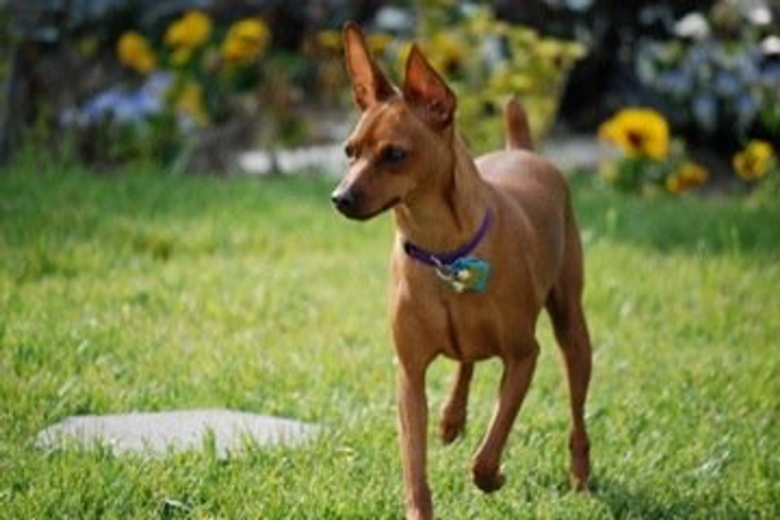 Petspiration Spotlight: Tutu