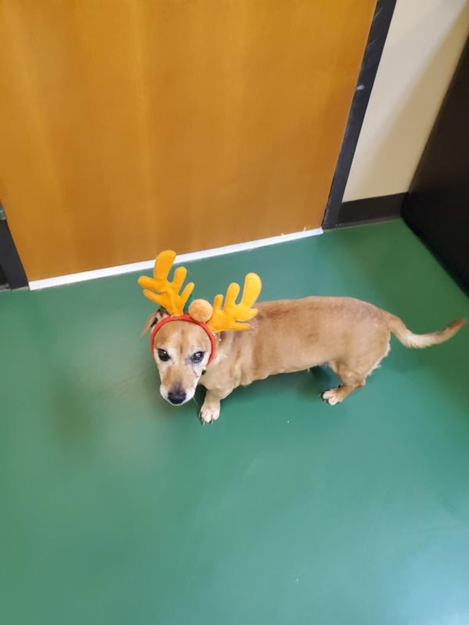 Petspiration Spotlight: Otto