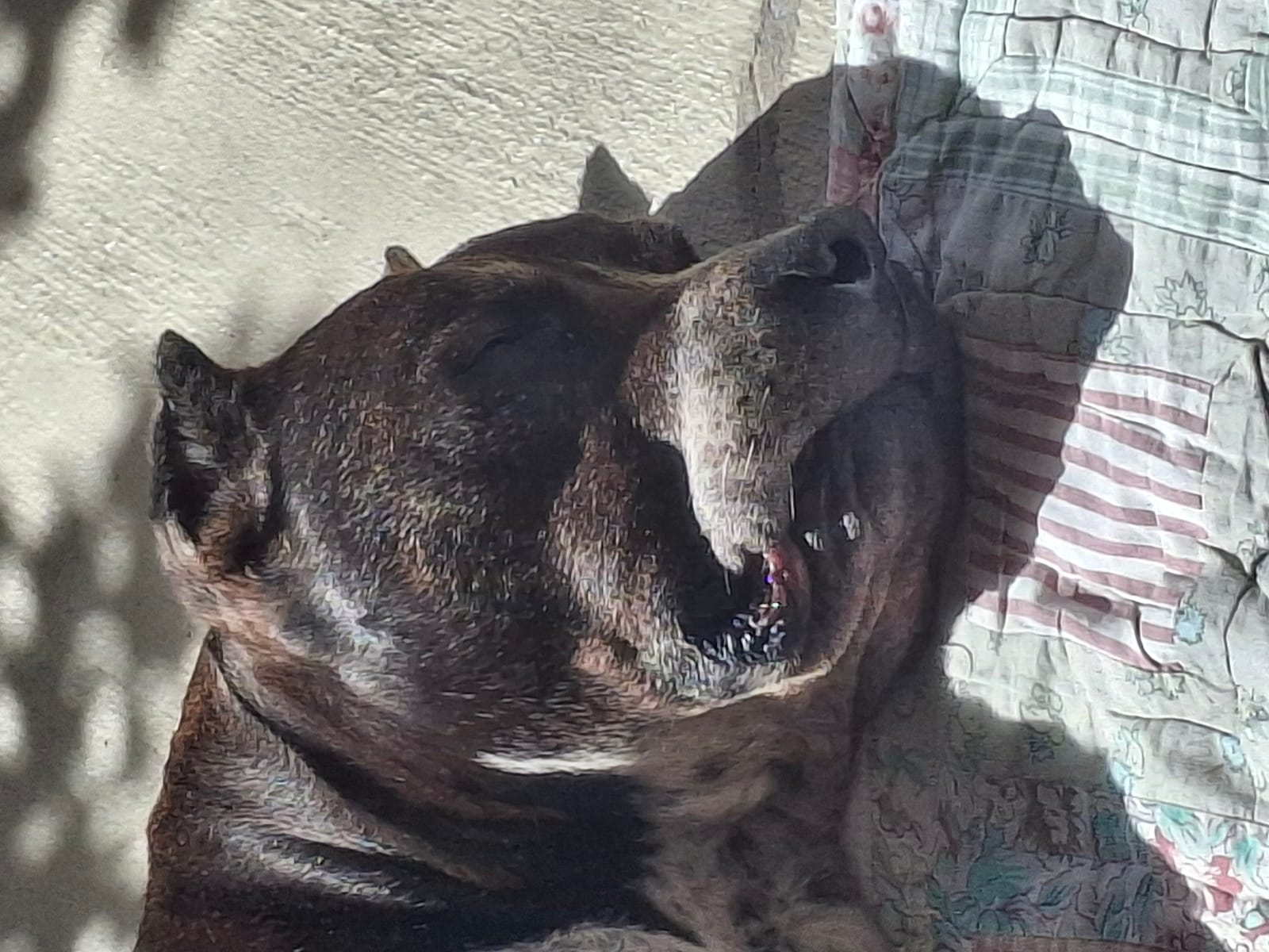 Petspiration Spotlight: Hank