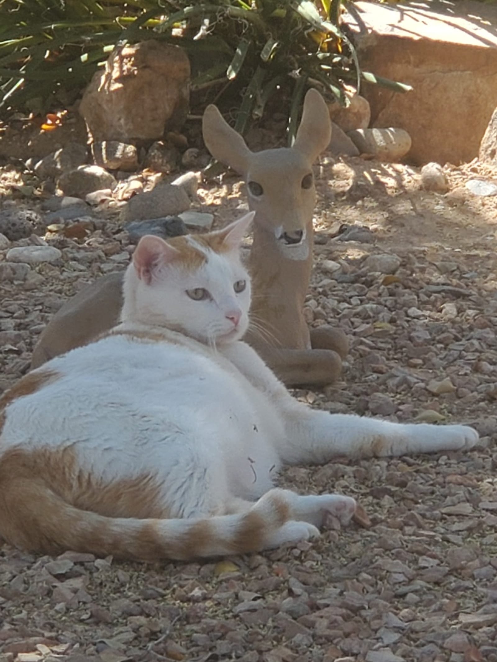 Petspiration Spotlight: Gus