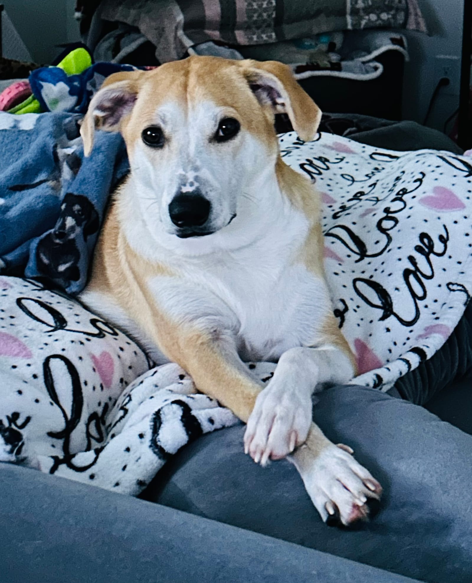 Petspiration Spotlight: Zeus