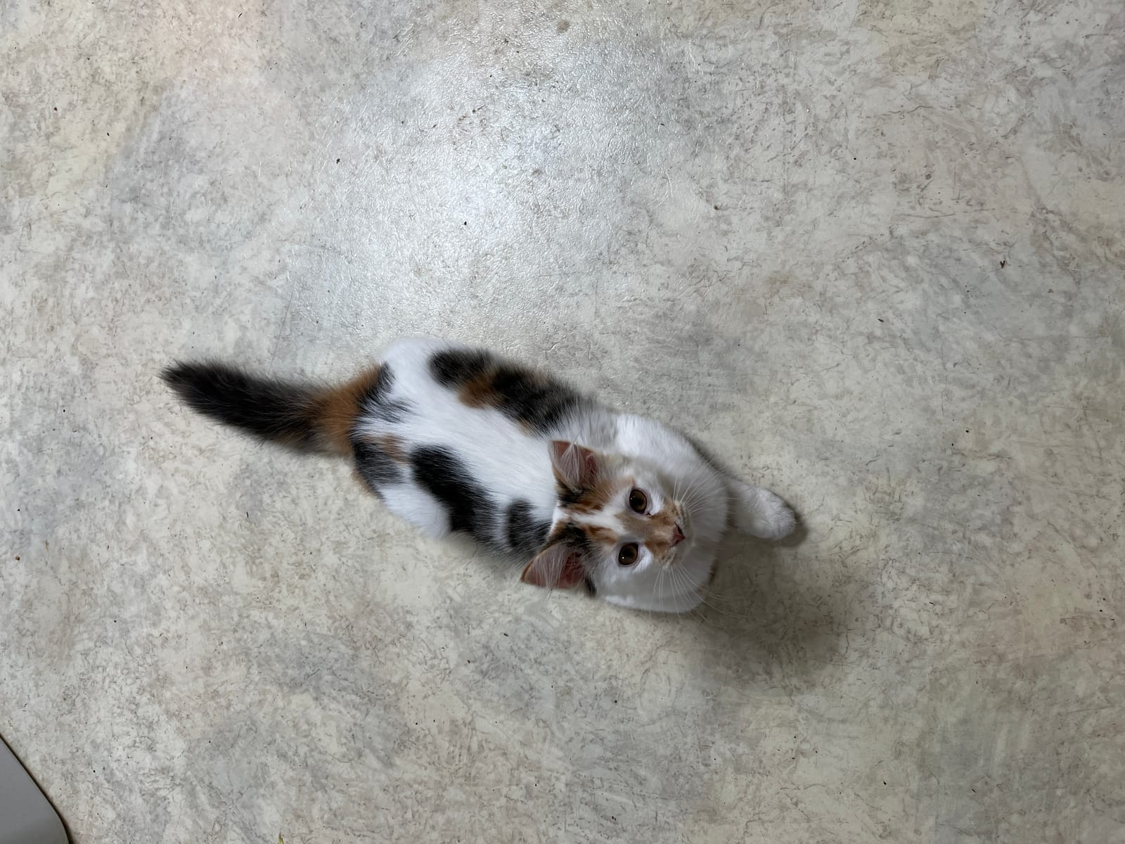 Petspiration Spotlight: Callie