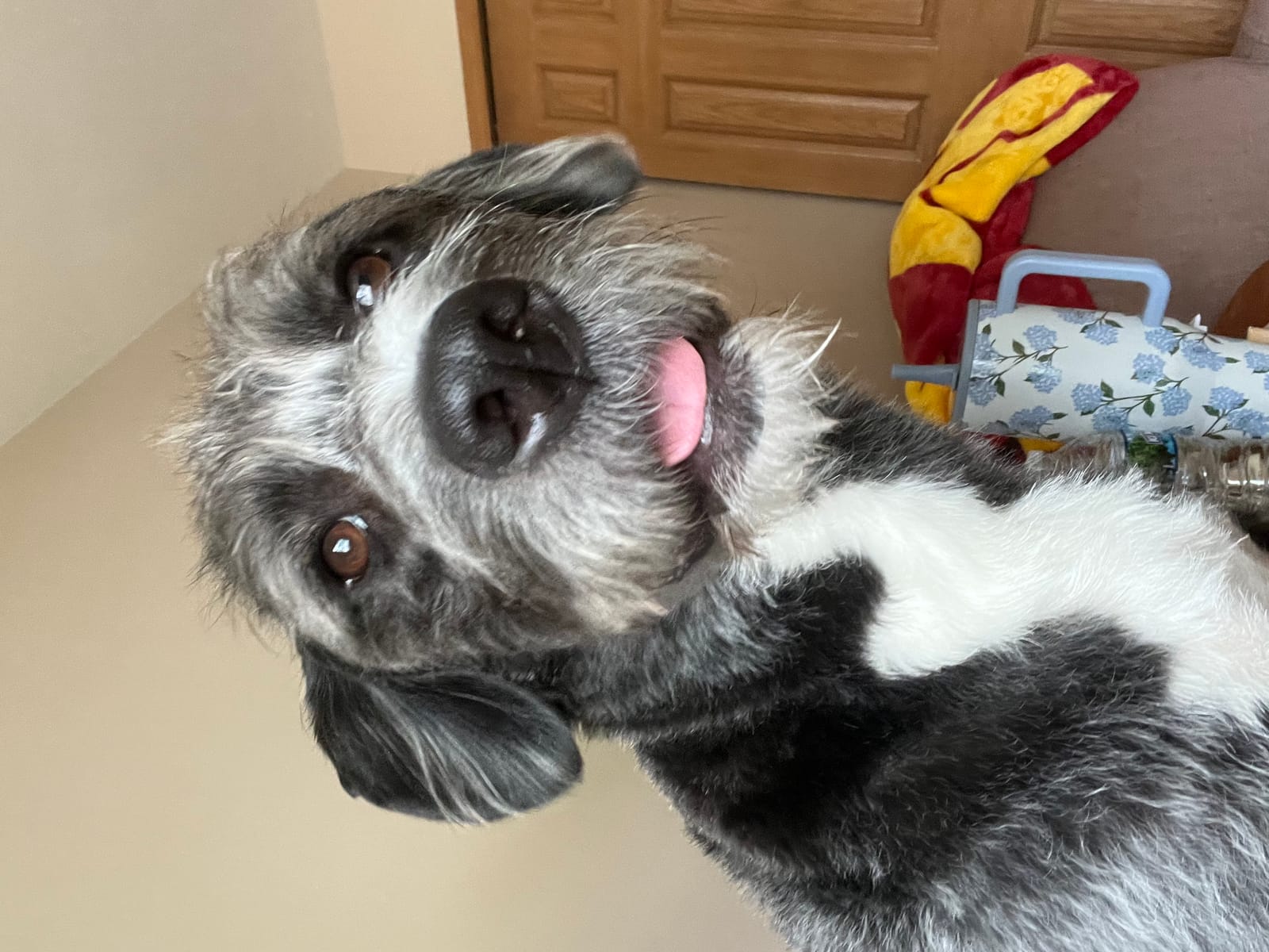 Petspiration Spotlight: Callie