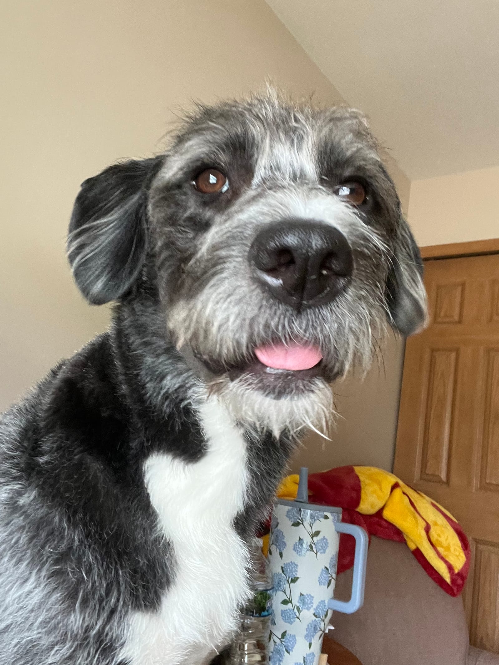 Petspiration Spotlight: Callie