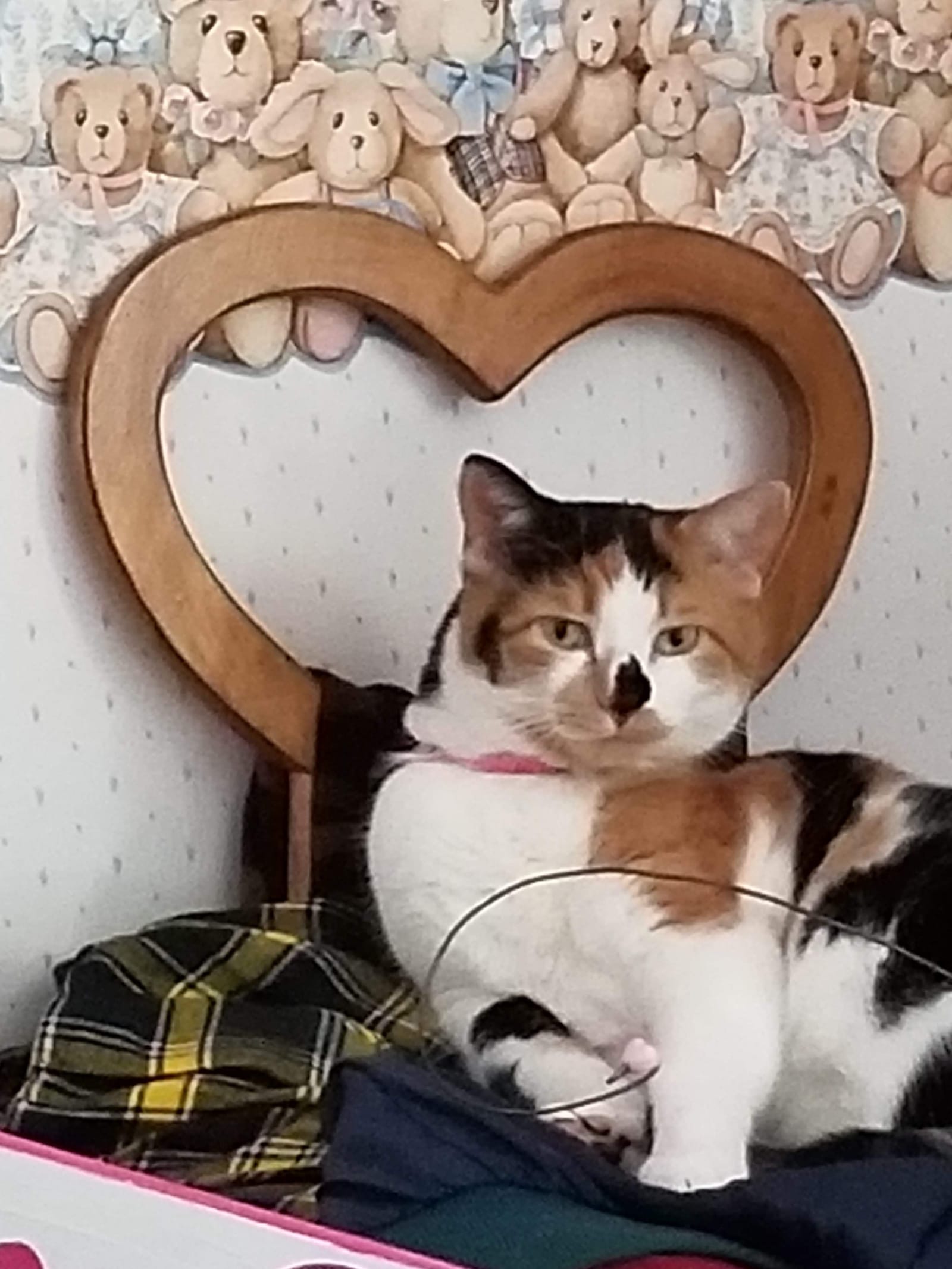 Petspiration Spotlight: Callie