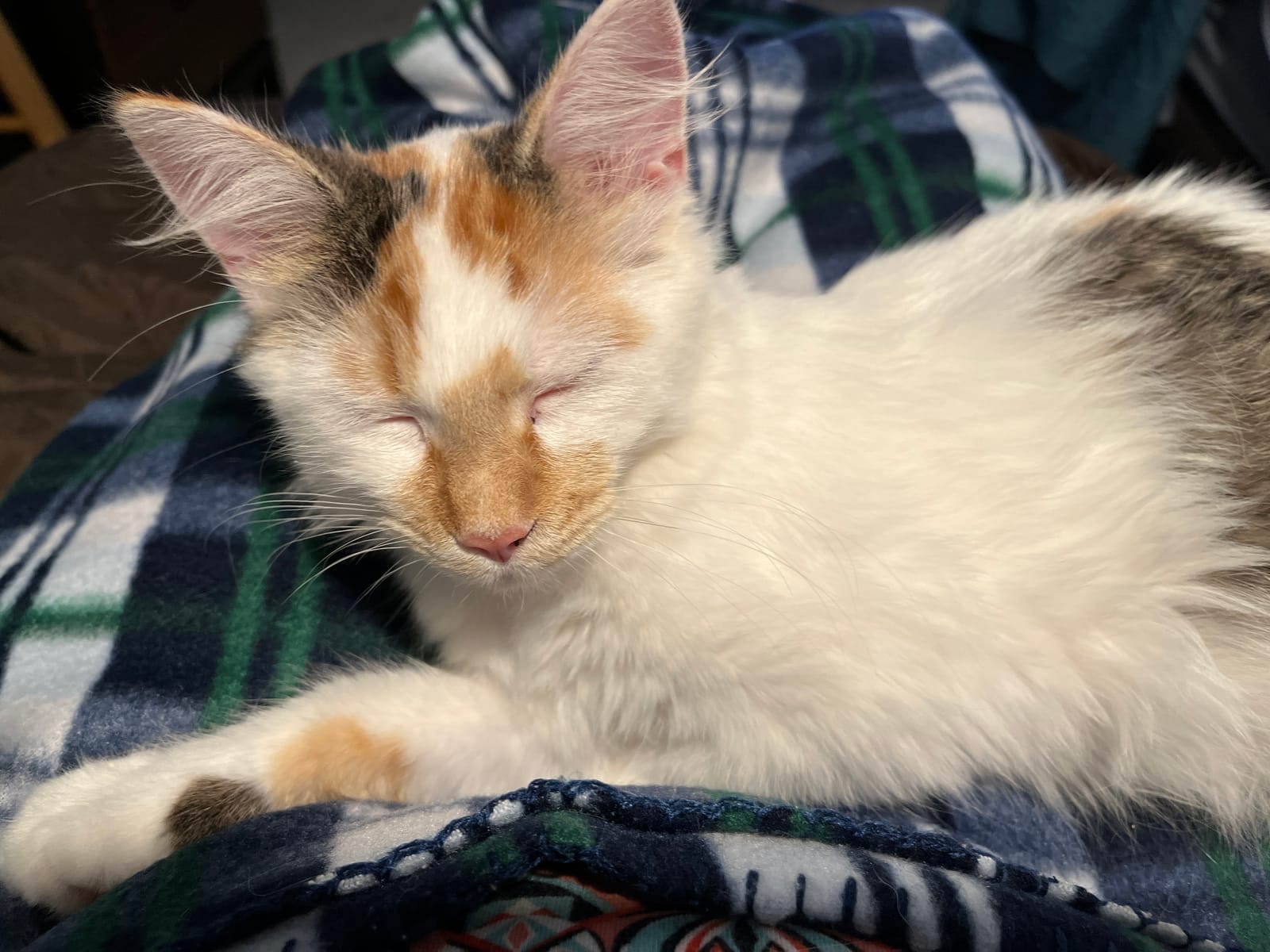 Petspiration Spotlight: Callie