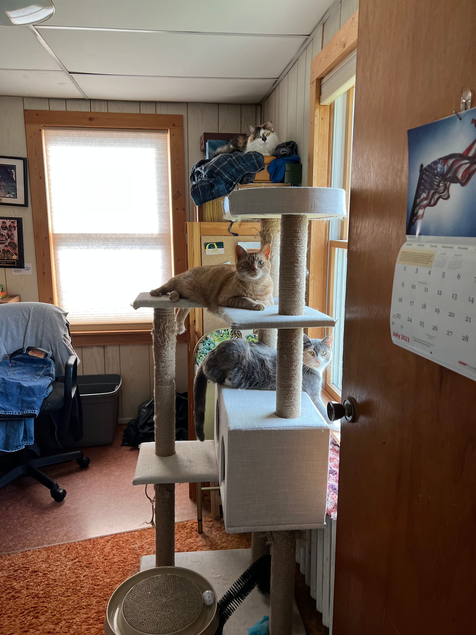 Petspiration Spotlight: Callie, Jinny and Polly