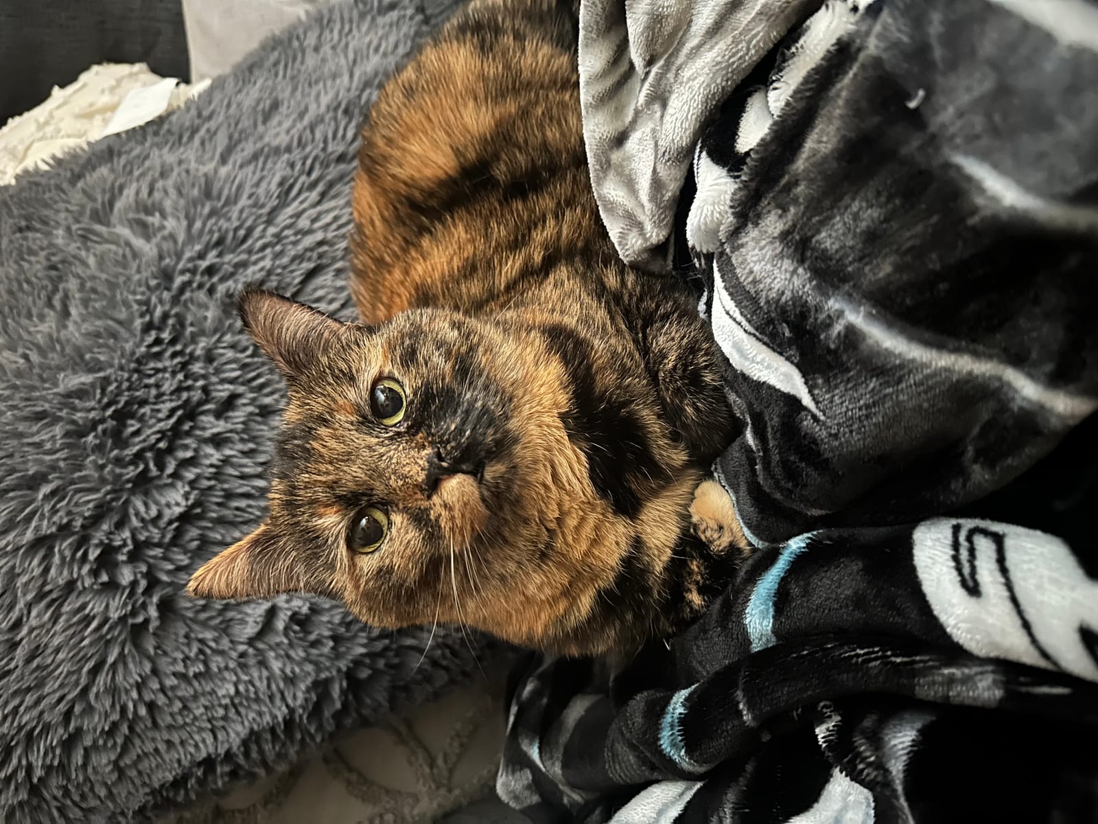 Petspiration Spotlight: Caramello