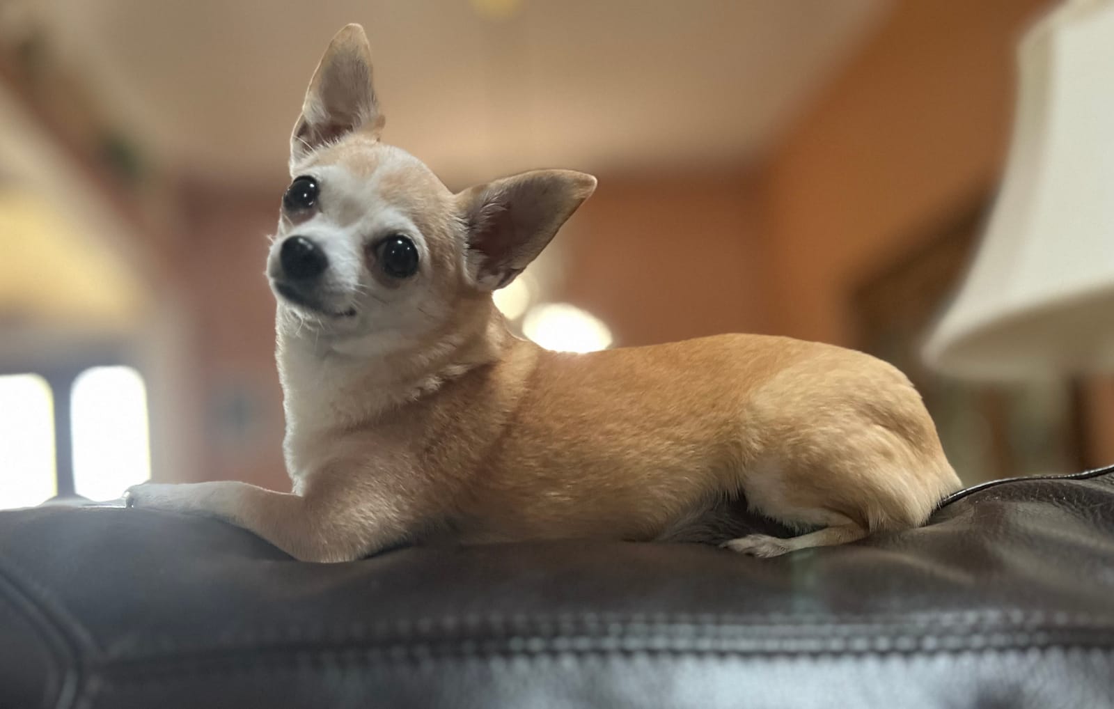 Petspiration Spotlight: Carmen