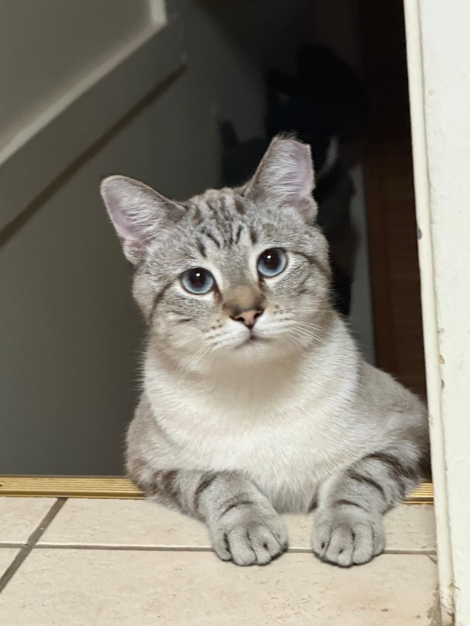 Petspiration Spotlight: Casper
