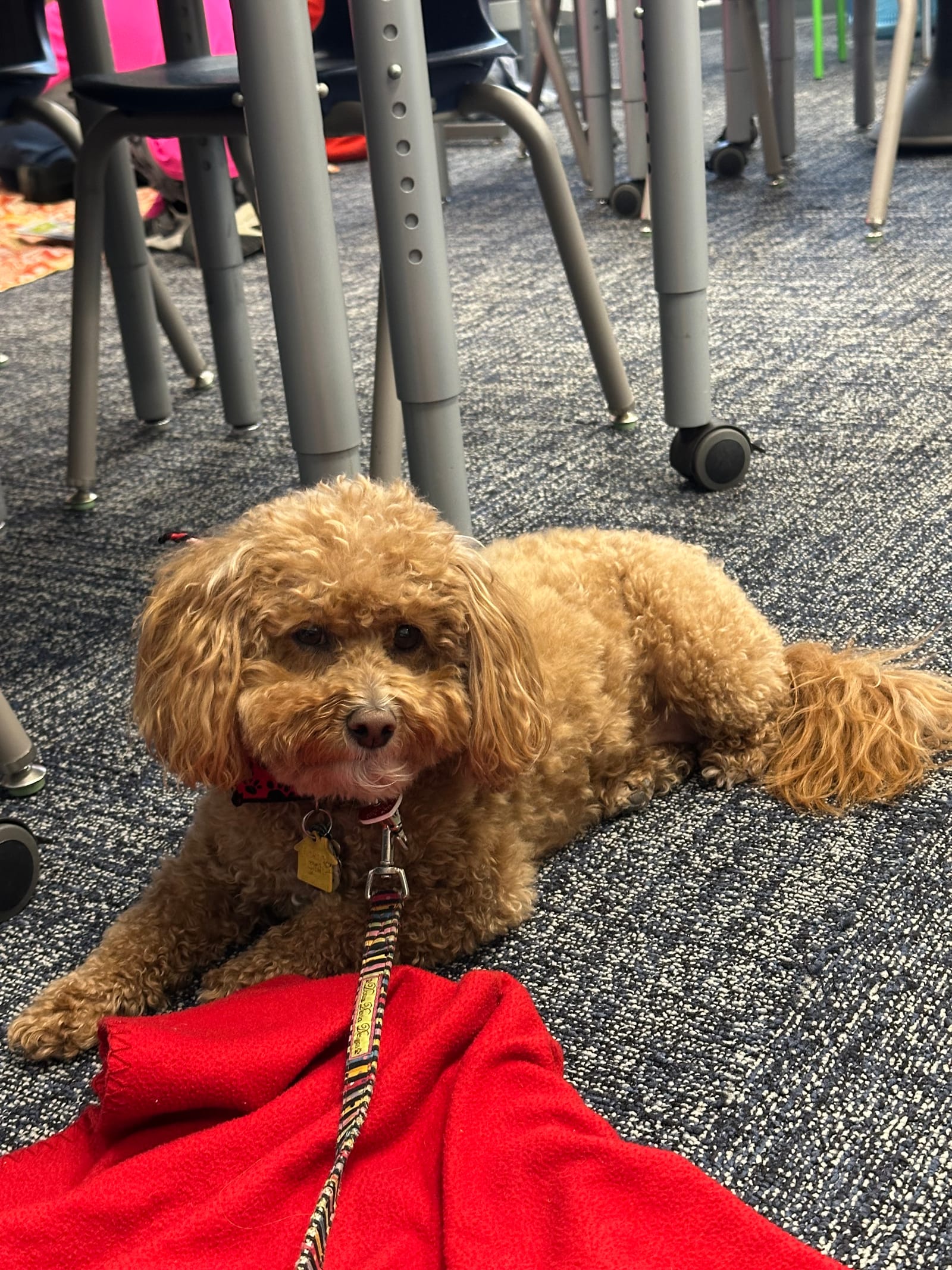 Petspiration Spotlight: Cassie Pearl