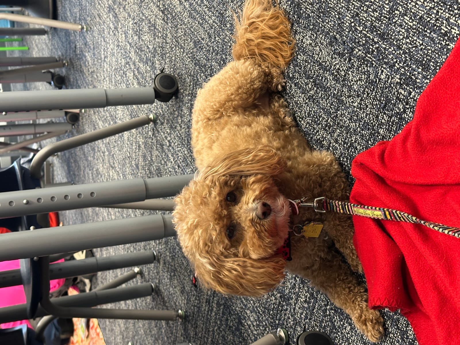 Petspiration Spotlight: Cassie Pearl