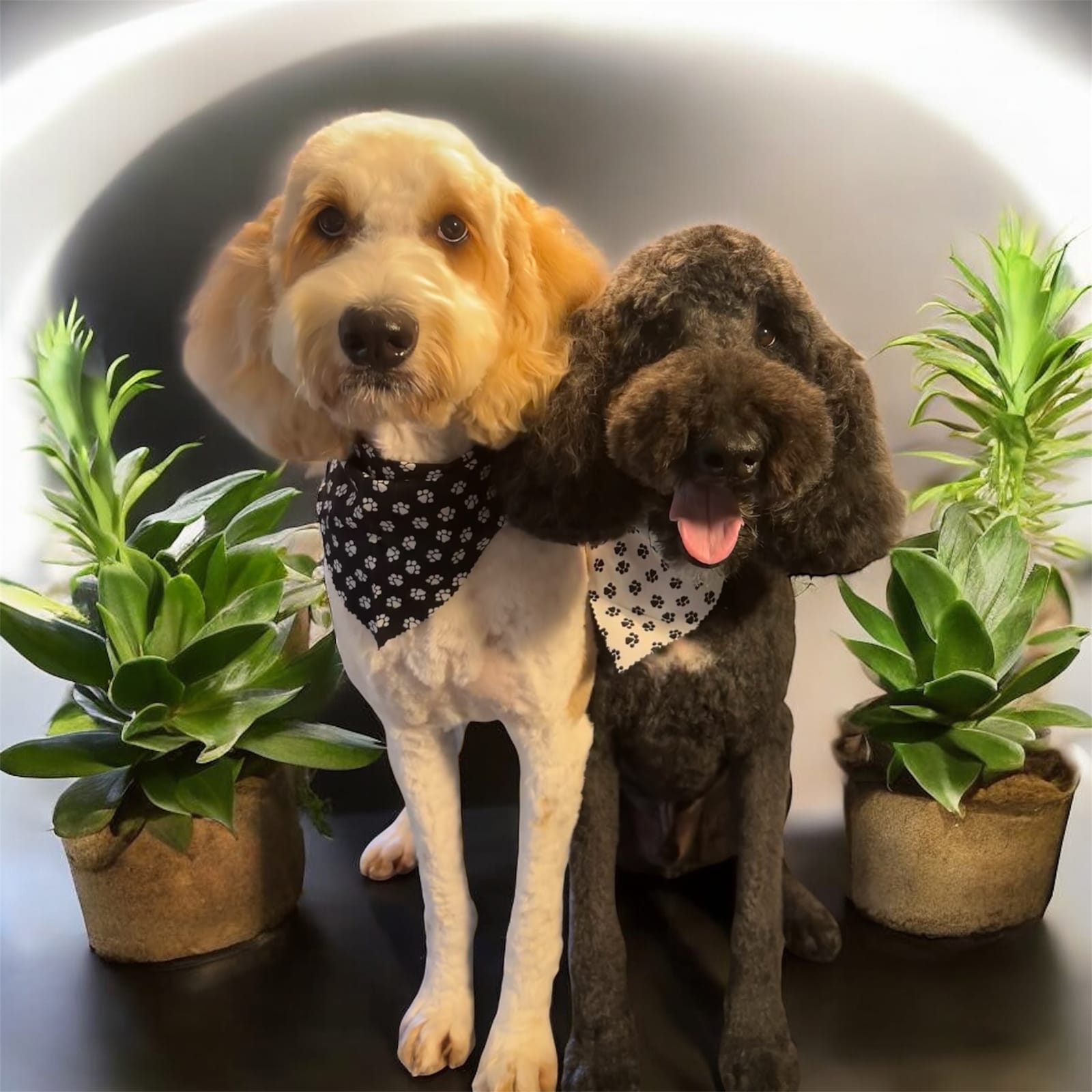 Petspiration Spotlight: Castiel and Mogwai