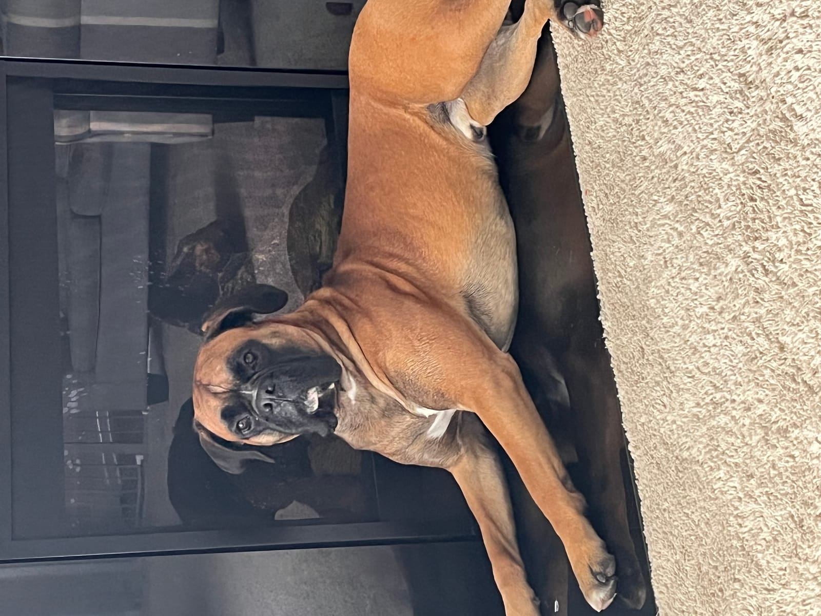 Petspiration Spotlight: Odin