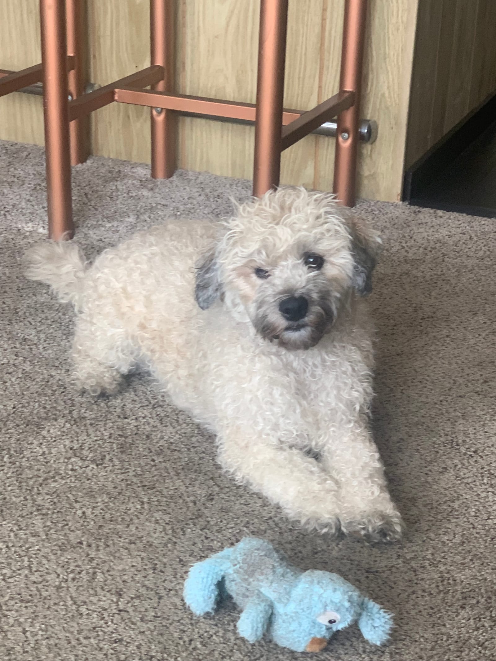 Petspiration Spotlight: Leo