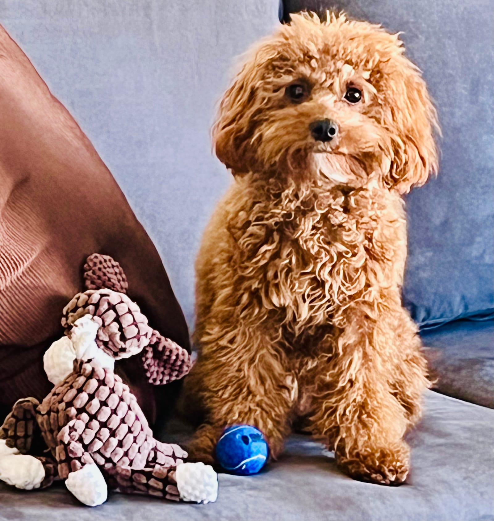 Petspiration Spotlight: Coco Bean