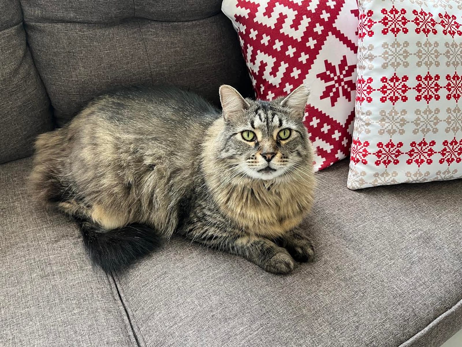 Petspiration Spotlight: Cecil