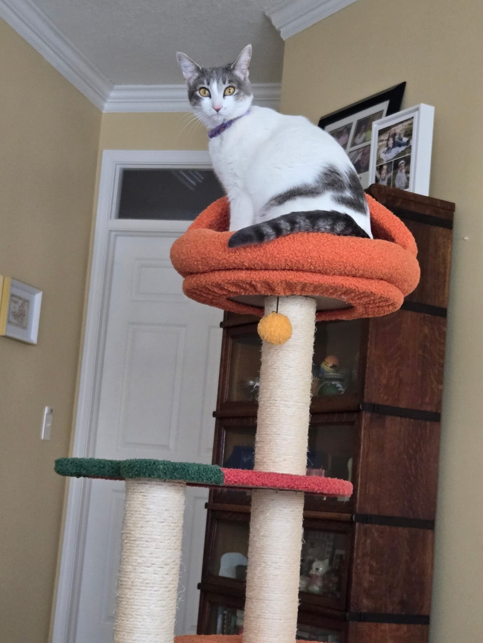 Petspiration Spotlight: Celia