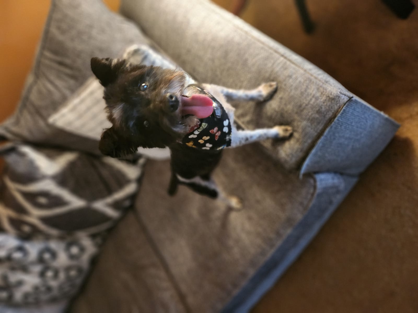 Petspiration Spotlight: Cera