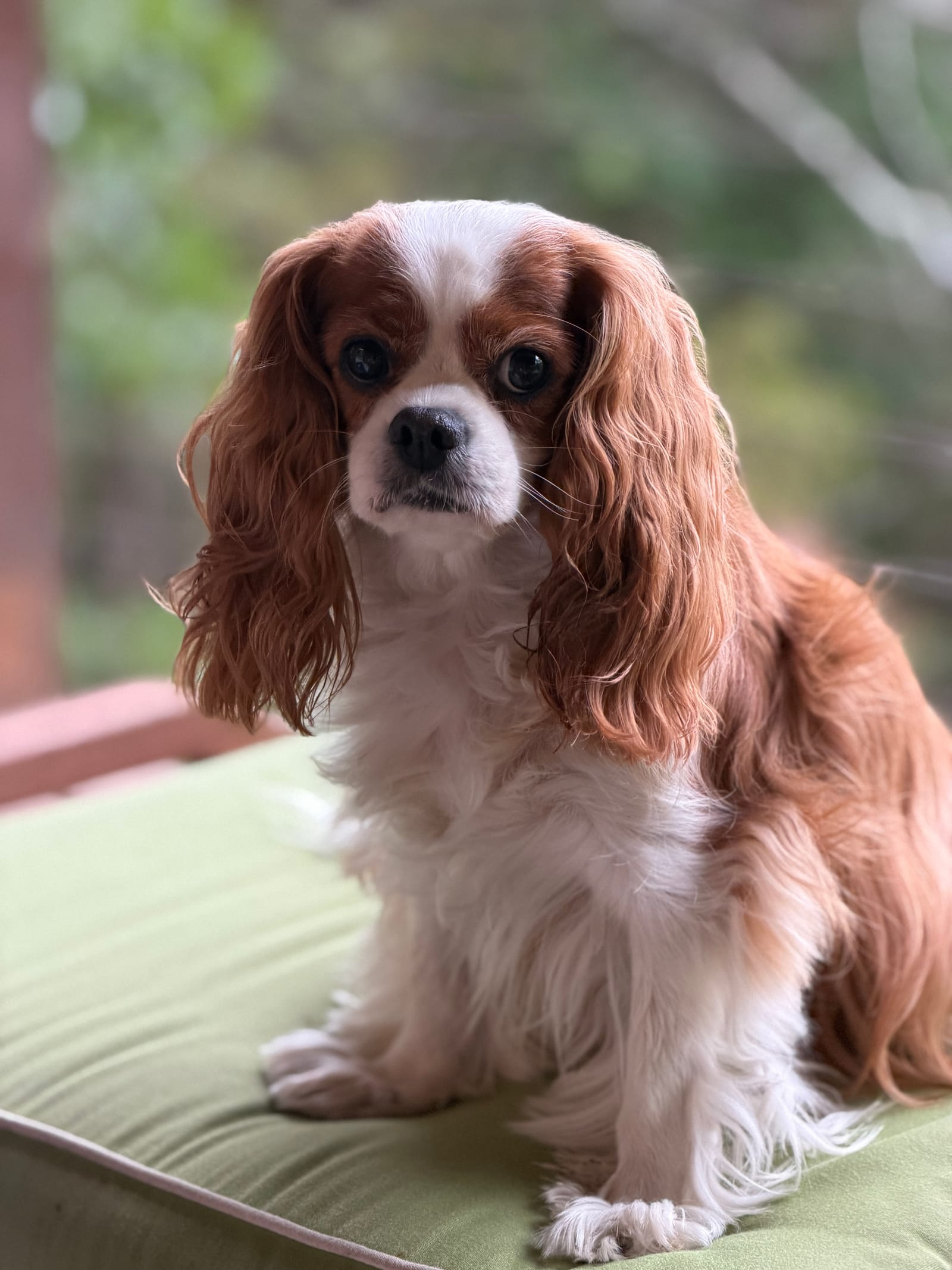 Petspiration Spotlight: Chalie