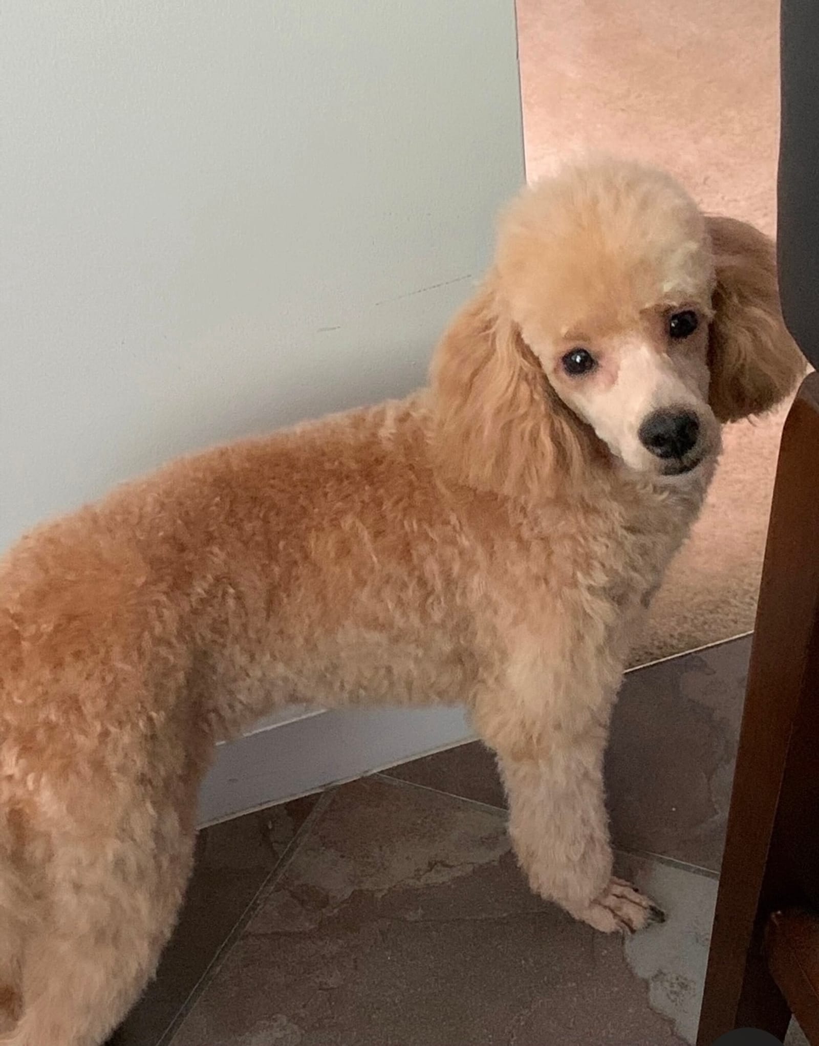 Petspiration Spotlight: Chance