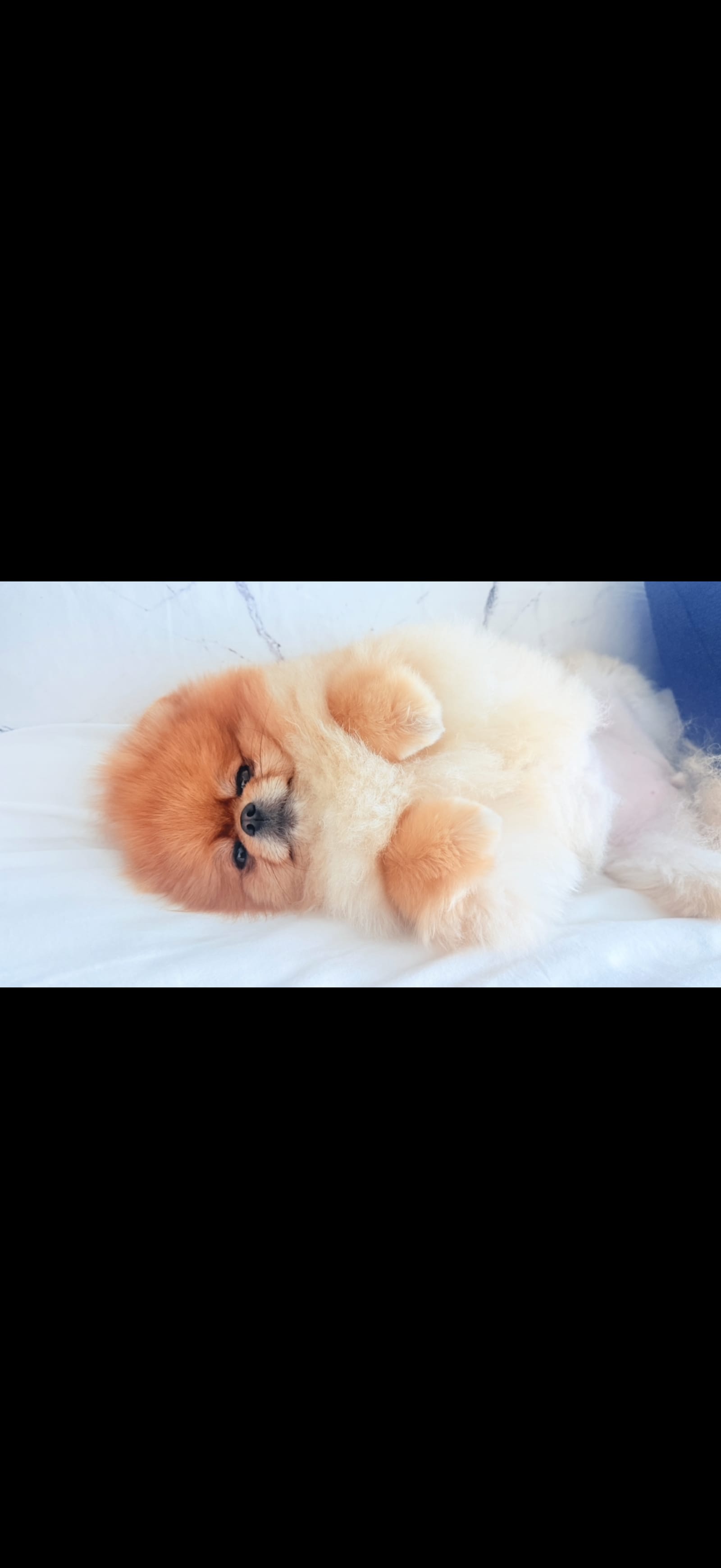 Petspiration Spotlight: Chanel