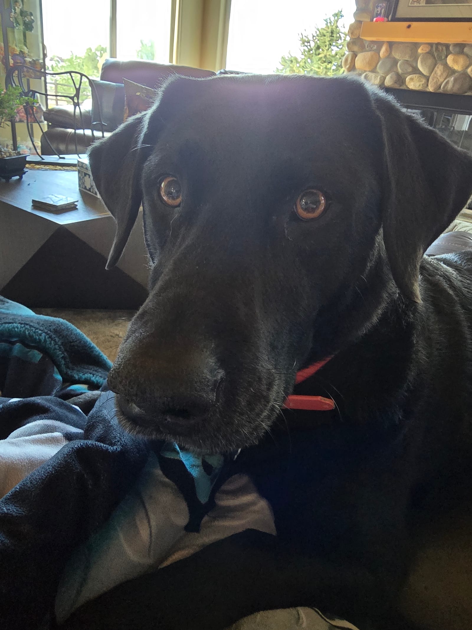 Petspiration Spotlight: Chanel