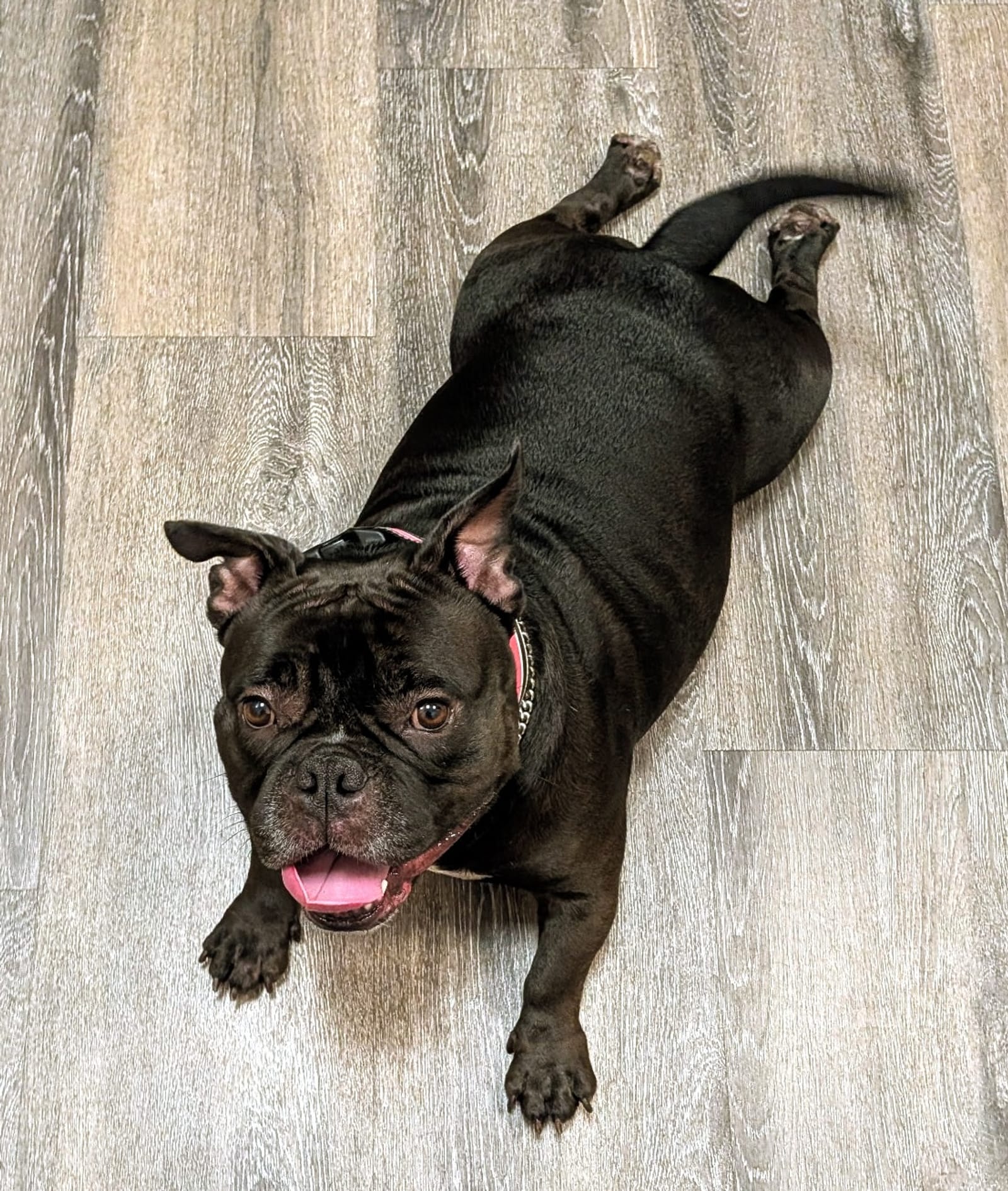 Petspiration Spotlight: Coco Chanel